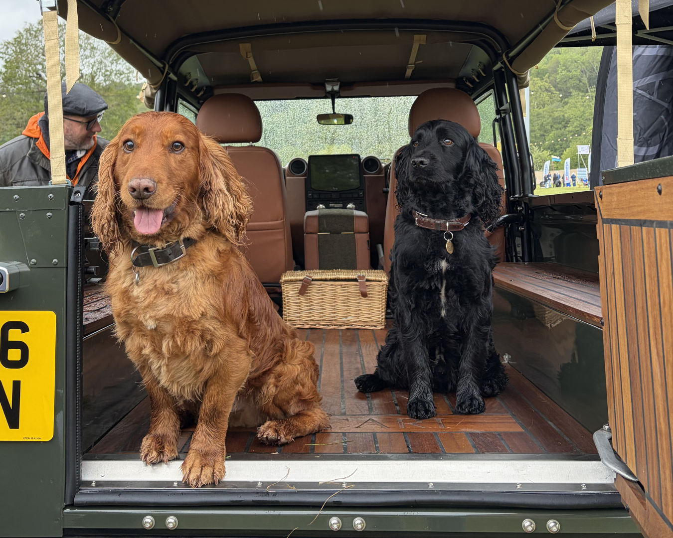 2 spaniels, one golden and one black, sitting in the back of a Land Rover Defender 110.