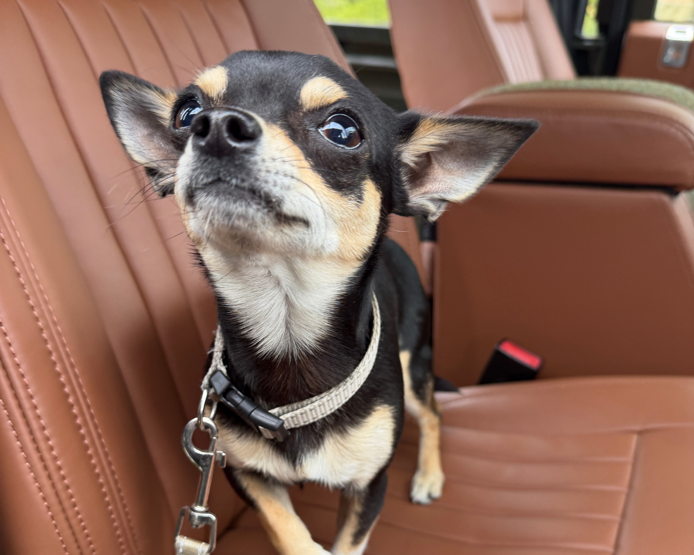 Close-up of chihuahua on LUCARI Tan Leather Seats in Fluted Design in a Land Rover Defender 110