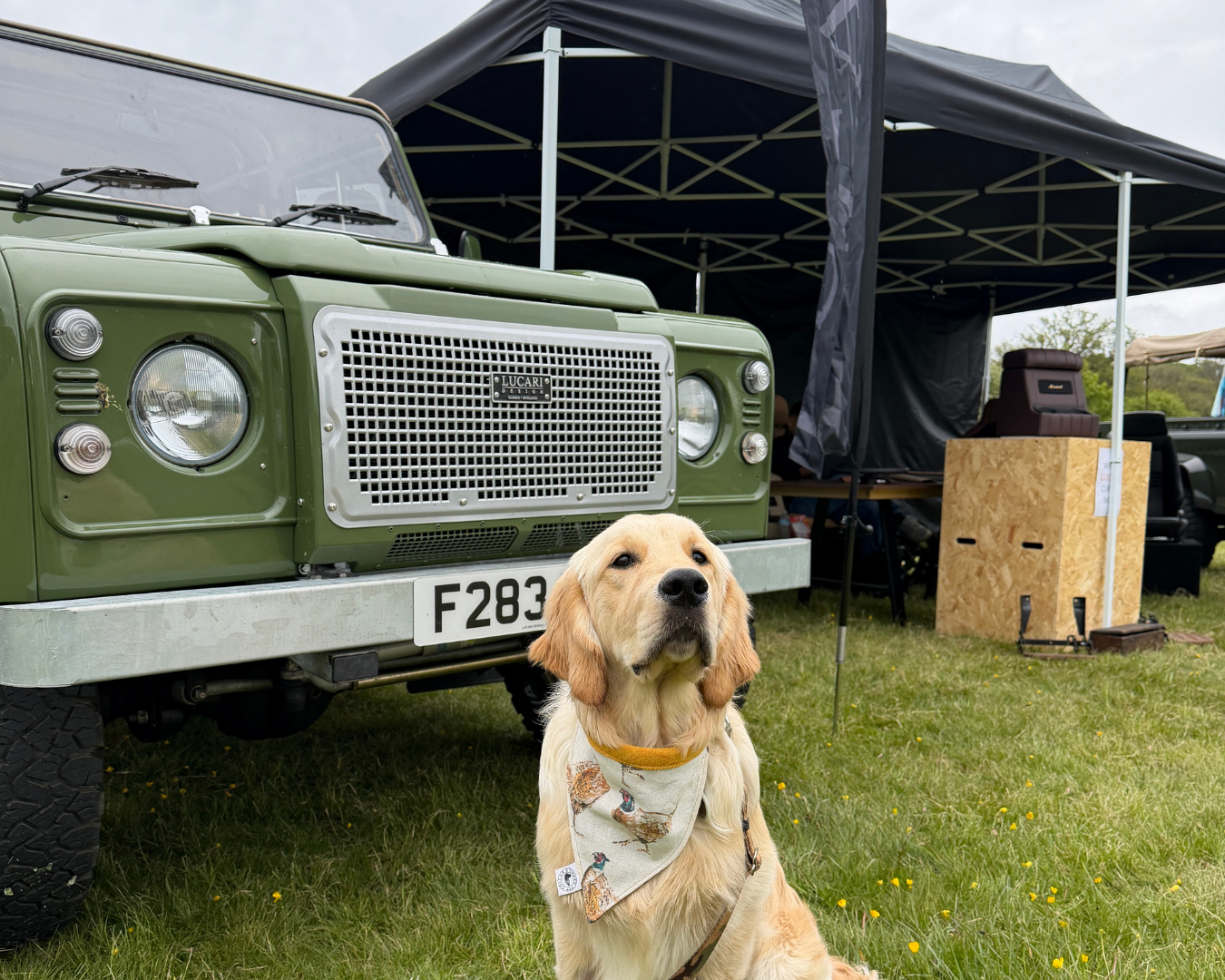 Golden Retriever dog sitting infront of a LUCARI-built Land Rover Defender 90 next to the LUCARI trade stand